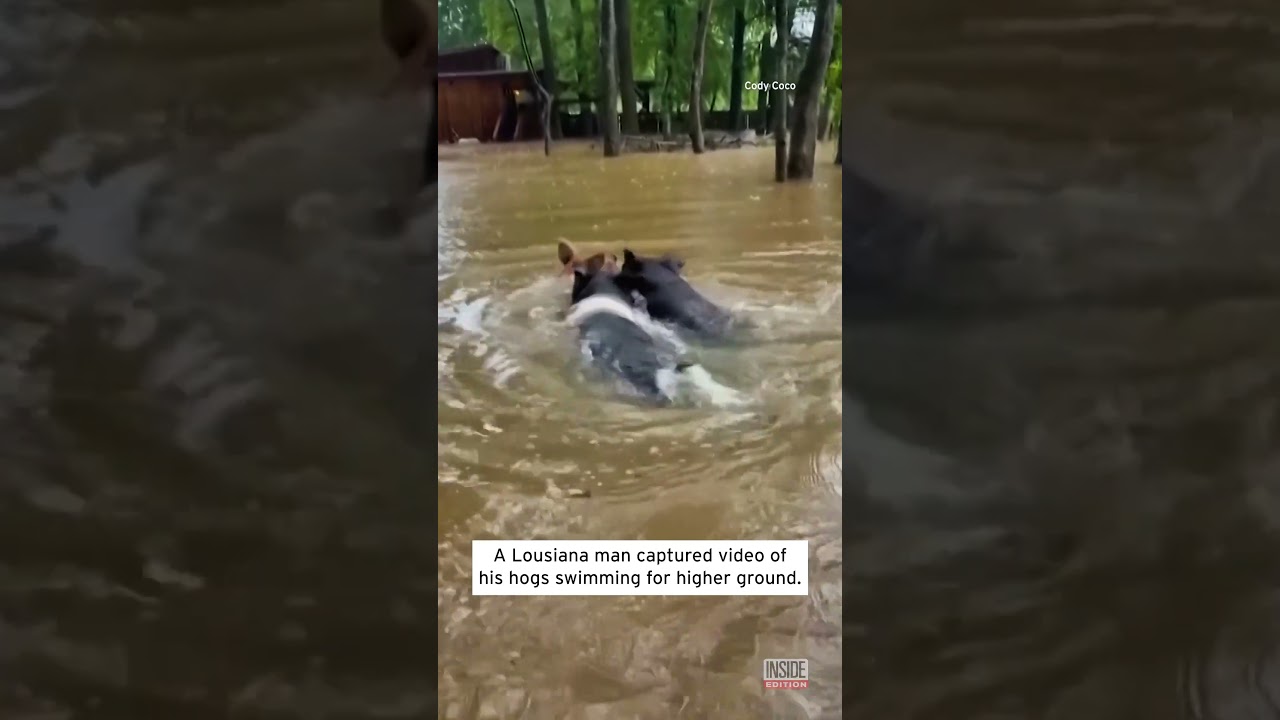 Hogs Swim To Safety After Tropical Storm Flooding #shorts