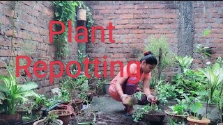 Repotting plants