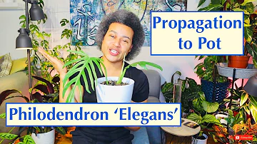 Potting a Philodendron 'Elegans' Cutting