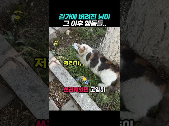 길가에 쓰러져있는 길냥이의 운명
