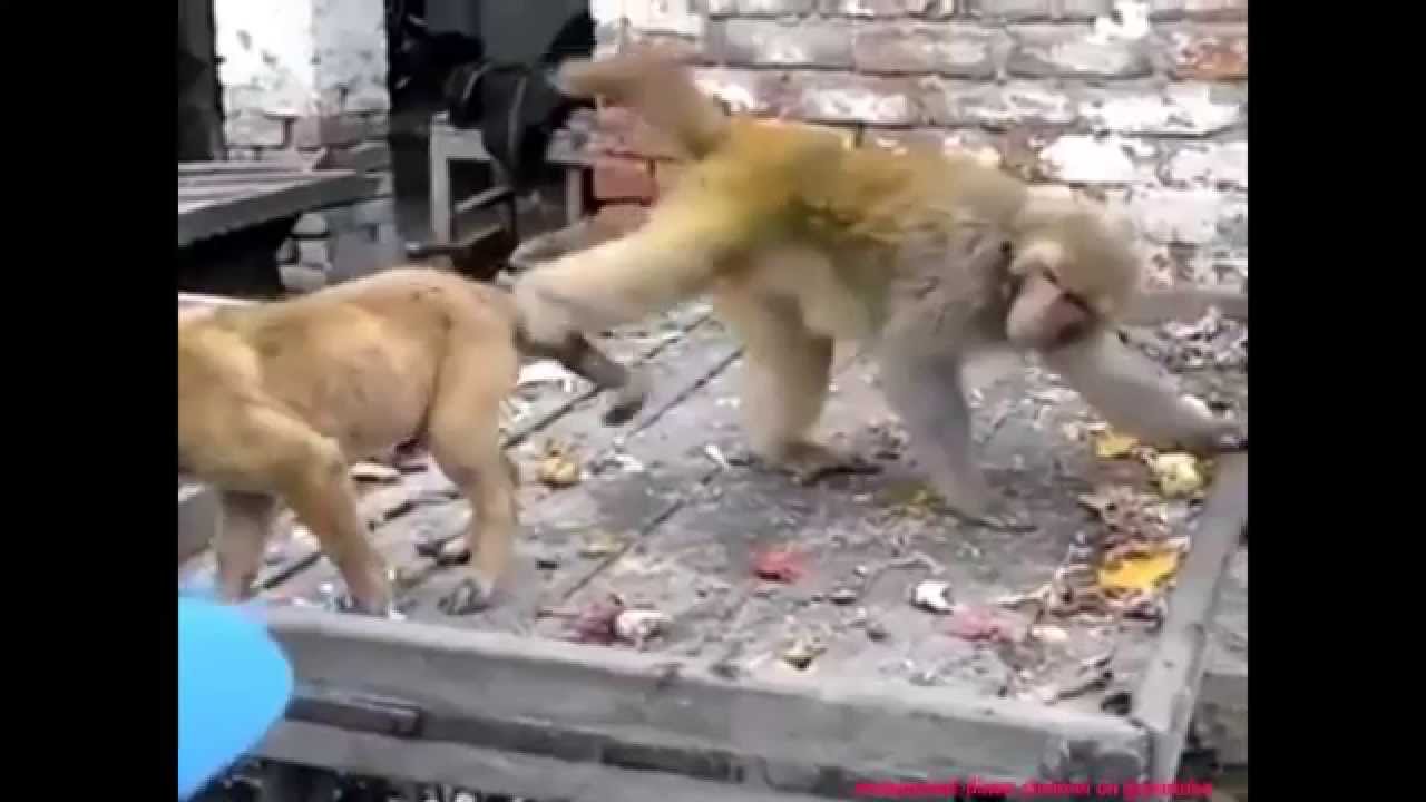 Kocak video monyet vs anjing ganas - YouTube