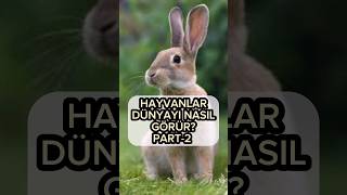 Hayvanlar Dünyayı Nasıl Görür
