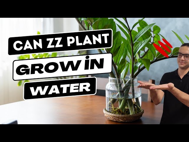 50cm zz plant pot 14cm ZZ Plant - Large (2-3' tall) Cement Grey Planter main image 0