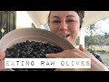 Eating raw olives  dried drying olives  easy olive curing better than brining cara amirah
