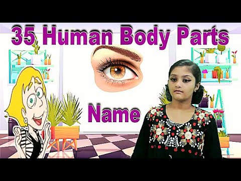 35 Organs of the body(With Picture) ছবি সহ মানব দেহের ৩৫টি অঙ্গের নাম