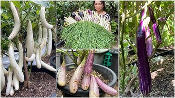 Thu hoạch cà trắng, cà tím, hẹ, rau đay sau vườn ở Úc