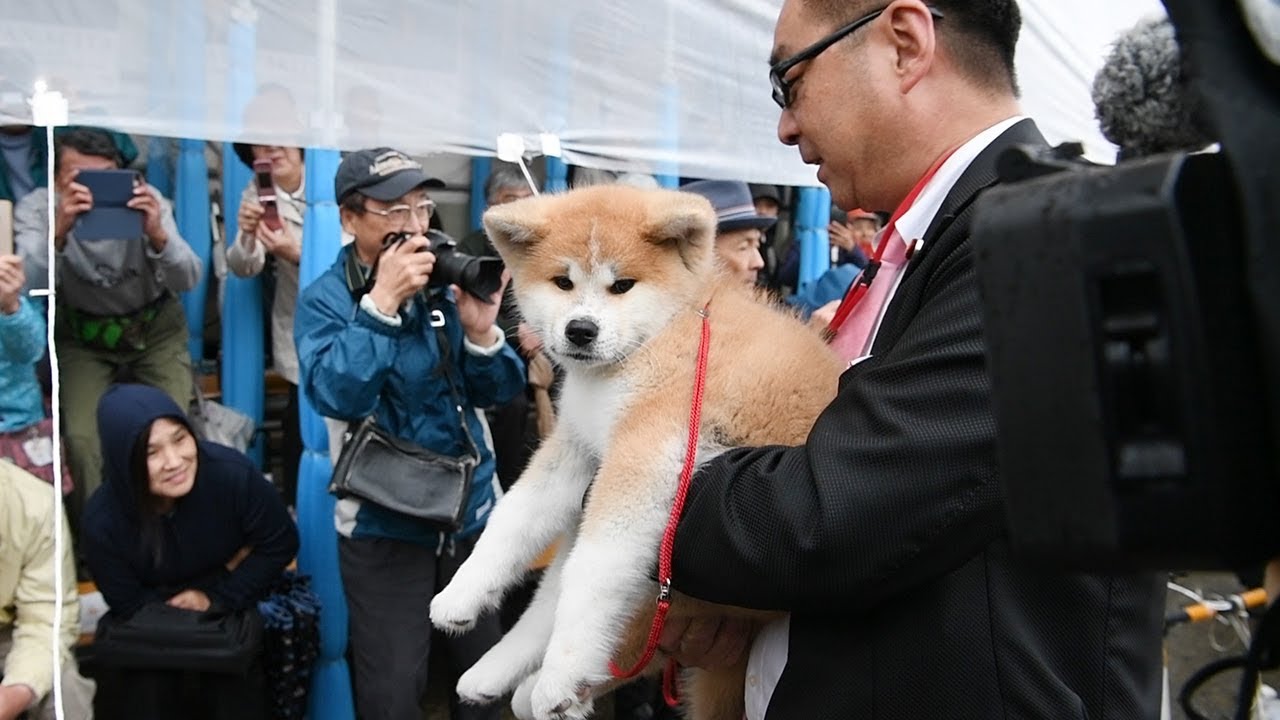 Akita Inu dog, a gift for Russian figure skating star, has its day
