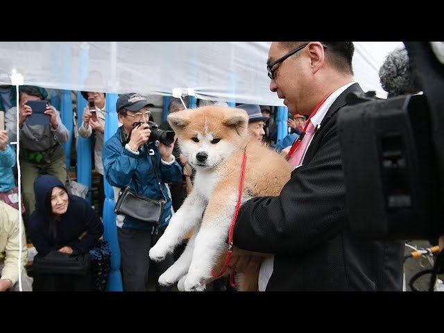 Akita Inu dog, a gift for Russian figure skating star, has its day