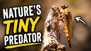 I Found a Robber Fly in the Forest... Nature's Tiny Predator