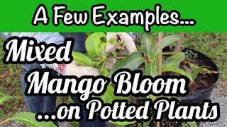 Mixed Mango Bloom on Potted Plants | A Few Examples