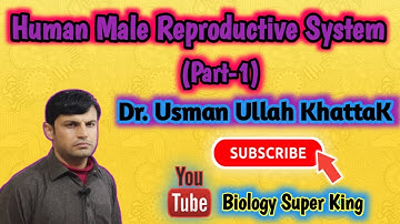 Human Male Reproductive System (Part-1) || Biology Super King|| Dr. Usman Ullah KhattaK ||