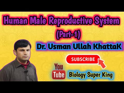 Human Male Reproductive