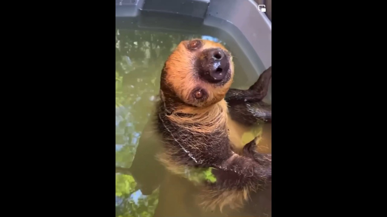 Sloth bath! 