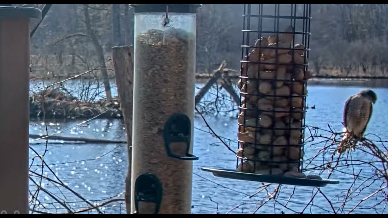 Birds scatter as Hawk arrives at the feeder garden        16 40 13 4 2 23