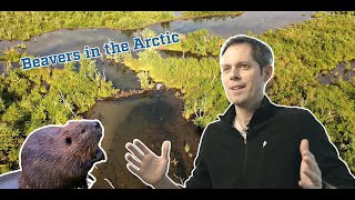 Beavers In The Arctic