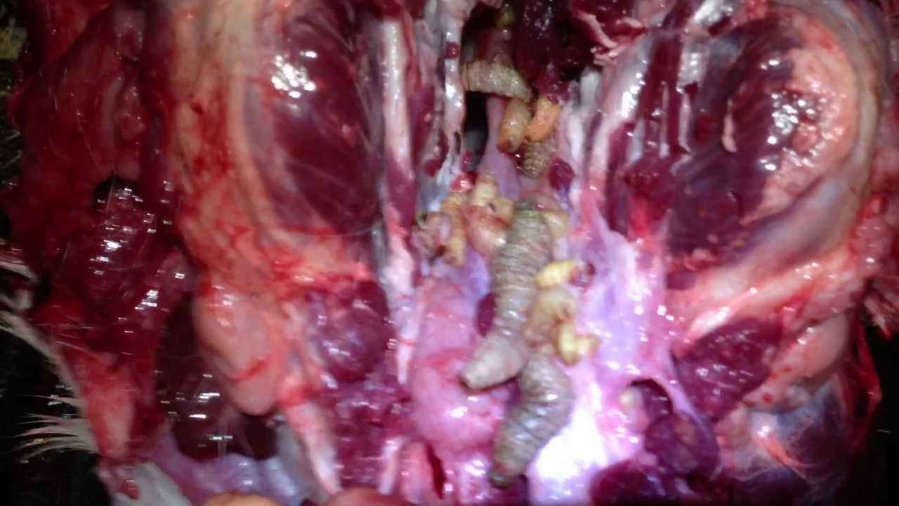 Nasal Botfly larvae in the sinus cavity of a roe deer head. There's always a  few in there but this poor guy had around 40-50. : r/natureismetal