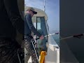 👌 Отличный улов, палтус Эко лагерь Набиль Бэй Сахалин