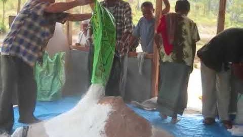 Feeding of Dried Tapioca to Pigs