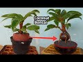 EXPOSE AKAR DAN BATOK BONSAI KELAPA AGAR INDAH