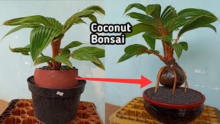 Exposing the roots and the shell of a coconut bonsai to make it into something extraordinary