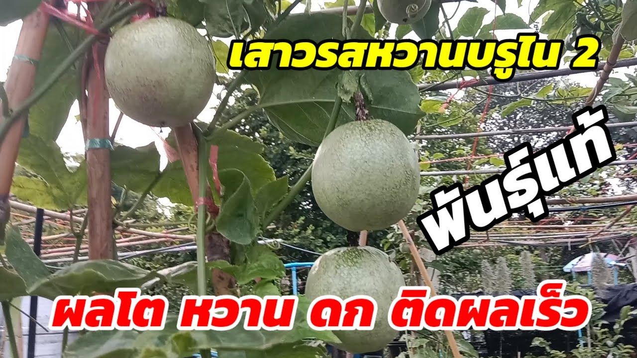 เสาวรสหวาน บรูไน2 ปลูกแล้วไม่ผิดหวัง ผลโต หวาน ดก ติดผลเร็ว