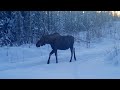 Alaska Wildlife Cam Video February 05, 2022