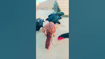 Manwali Murga Shortvideo Aseel Chicken Faryou Zee 963 2023 