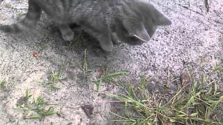 CAM00134.mp4