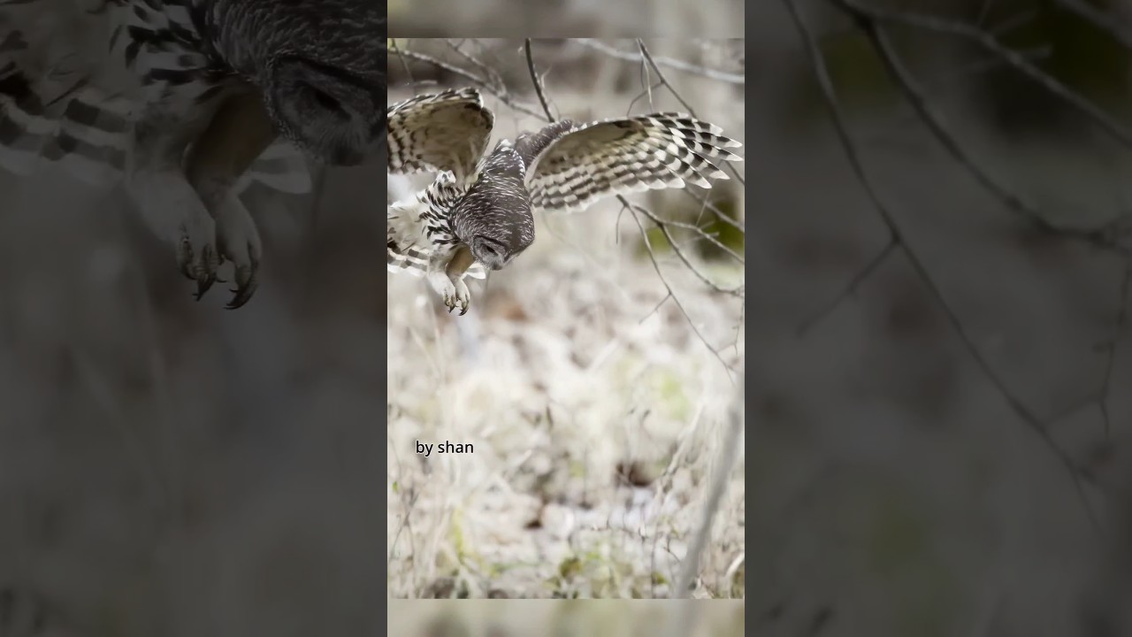 In our feed, every day is Superb-OWL, no need to wait 4 that one special day😎 