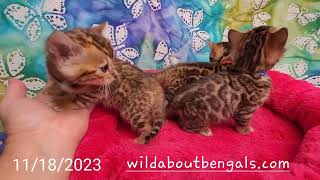 Wildtrax Bengal kittens, Lakota x Merlin