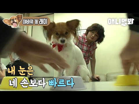 &amp;quot; 야바위 천재 강아지 래미ㅋㅋ l Dog With A Marvelous <strong>Ability</strong> Competing With Magician