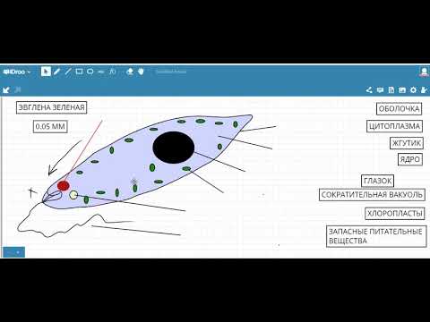 Эвглена зеленая строение