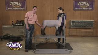 Clipping a Show Lamb's Legs
