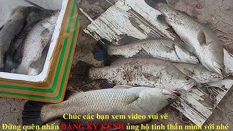 Một ngày đi câu cá bóng Đục, cá Tráp, cá Chẽm, gâp toàn hàng khủng