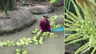 Samingfoods Fresh Young Coconut Manufacturer Thailand.