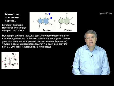 Дубынин В.А. - 100 часов школьной биологии - 2.5. Нуклеотиды, ДНК, репликация.