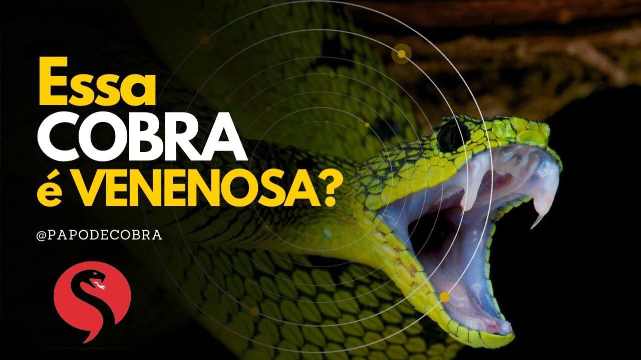Como saber se a COBRA É VENENOSA (peçonhenta)? | @Papo de Cobra