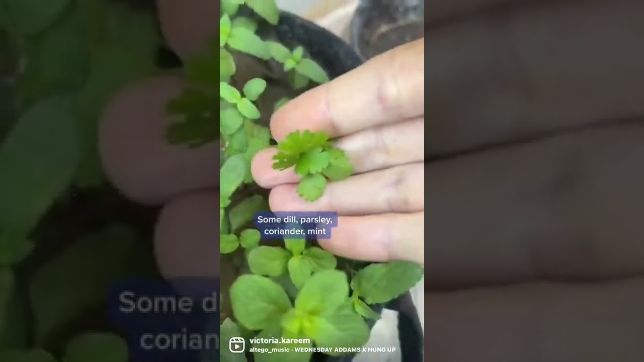 Random containers with random plants = breakfast for tortoise! 