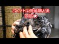 増やすぞ髪の毛❗【抜け毛、薄毛予防のシャンプー方法】白髪にも効果！！男性にも女性にも気になる原因と防止方法