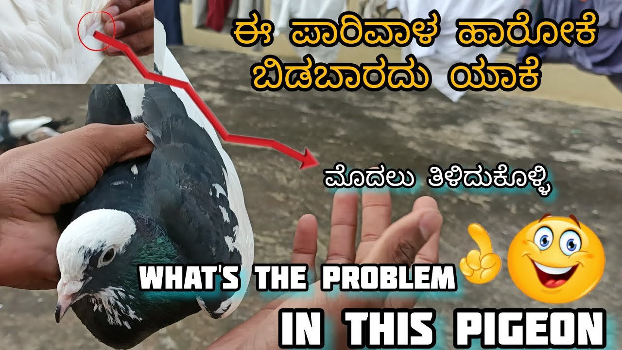 Pigeon is not going to fly solution in kannada ||Prince loft|| ಪಾರಿವಾಳ ಖಾಲಿ ಕೂರುತ್ತಿದೆ ಯಾಕೆ ಗೊತ್ತಾ