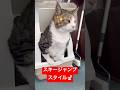 今にもジャンプしそうな姿で用を足す猫🐈✨#shorts #猫 #cat