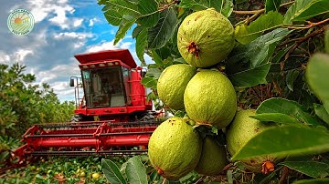 Hoe boeren guaves oogsten: een kijkje in een guaveverwerkingsfabriek
