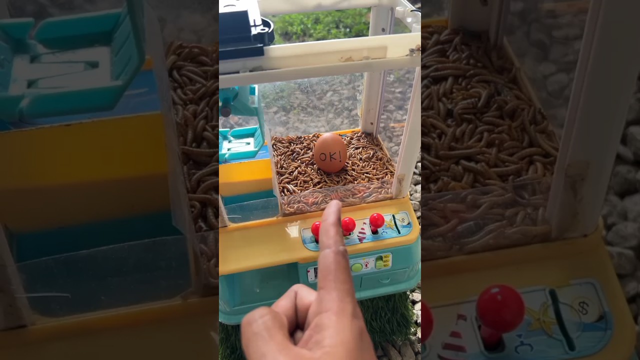 Main Mesin Capit Didalamnya Ada Banyak Ulat Dan Telur Ok! 😱😱😱 