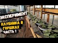 Клубника в горшках, сорт Клери. Эксперимент!!!