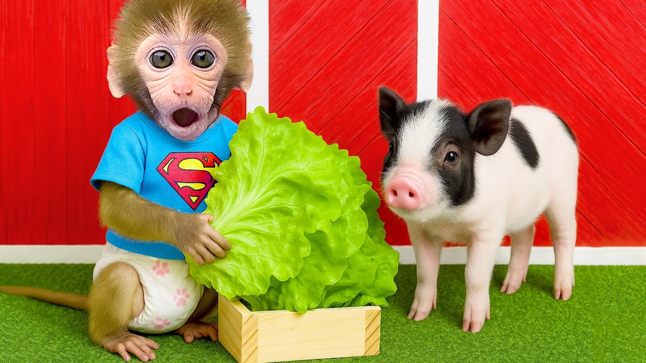 Affe BonBon fährt in den Garten und erntet grünes Gemüse mit dem süßen Schwein