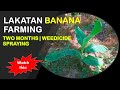 Lakatan Banana Farming |Two Months Old