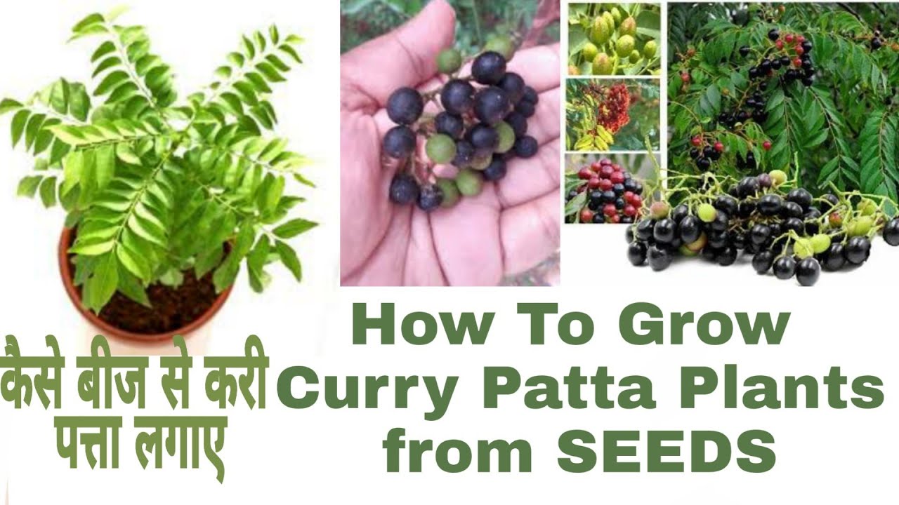 How to Grow Curry Plant From Seed Germinating Pot Seeds YouTube
