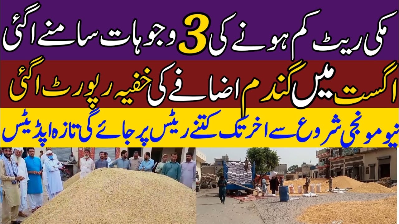 New wheat update Punjab 2023|wheat price today 2023|gandam makki rate today|new munji1509 today rate