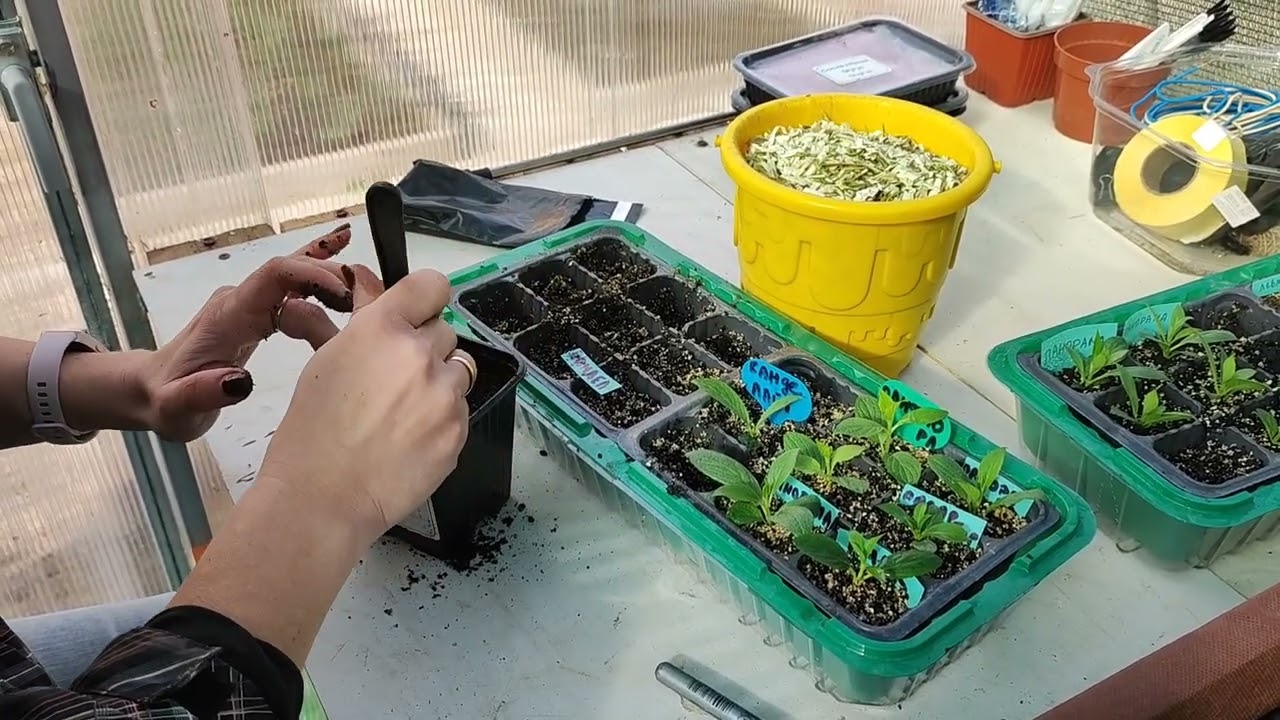 Второй стеллаж в теплицу череночник.Пересвдка гортензий.Посадка сеянцев сосны и голубой ели