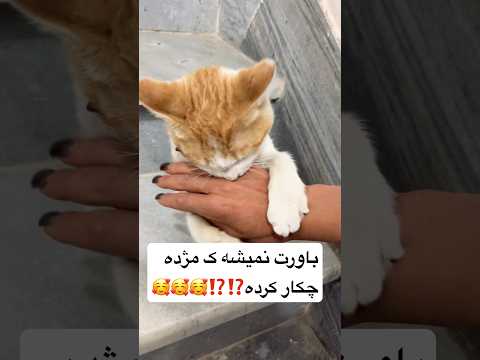 بلخره گاز نگرفتو گذاشت نازش کنم      شلتنا تضامنا گربهها نزهه